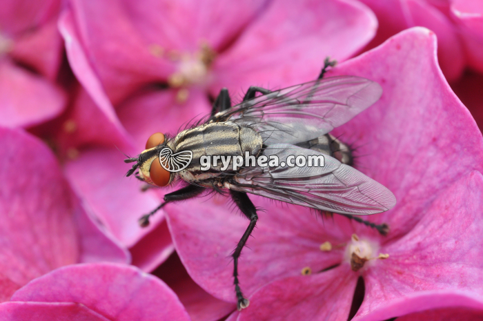 Mouche (Calliphora erythrocephala) - gryphea.com